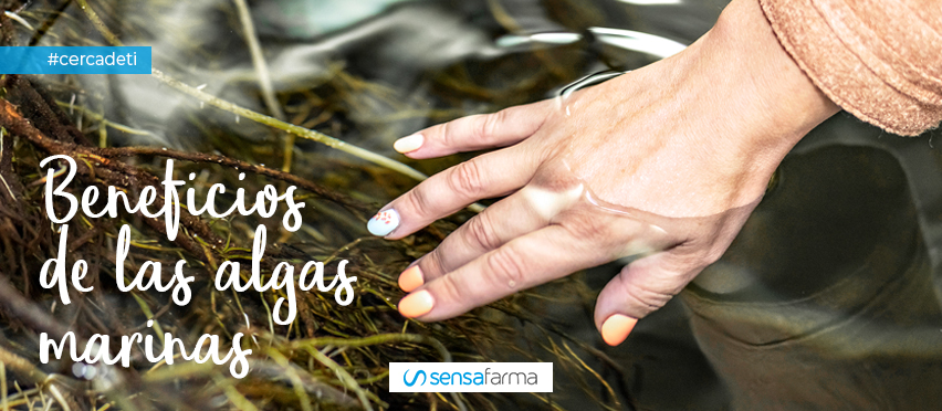Beneficios de las algas marinas